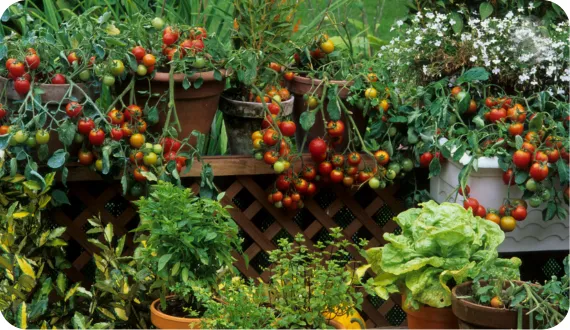 zioła i pomidory hodowane na balkonie w skrzynkach